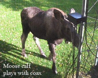 Moose calf coax